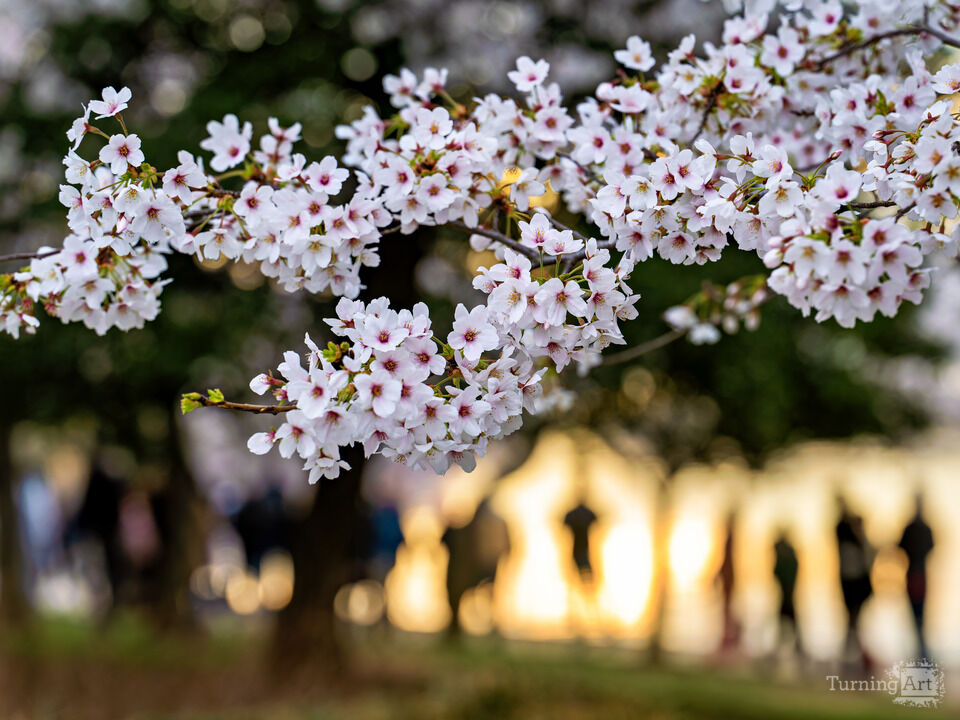 Washington DC Cherry Blossoms at the Tidal Basin