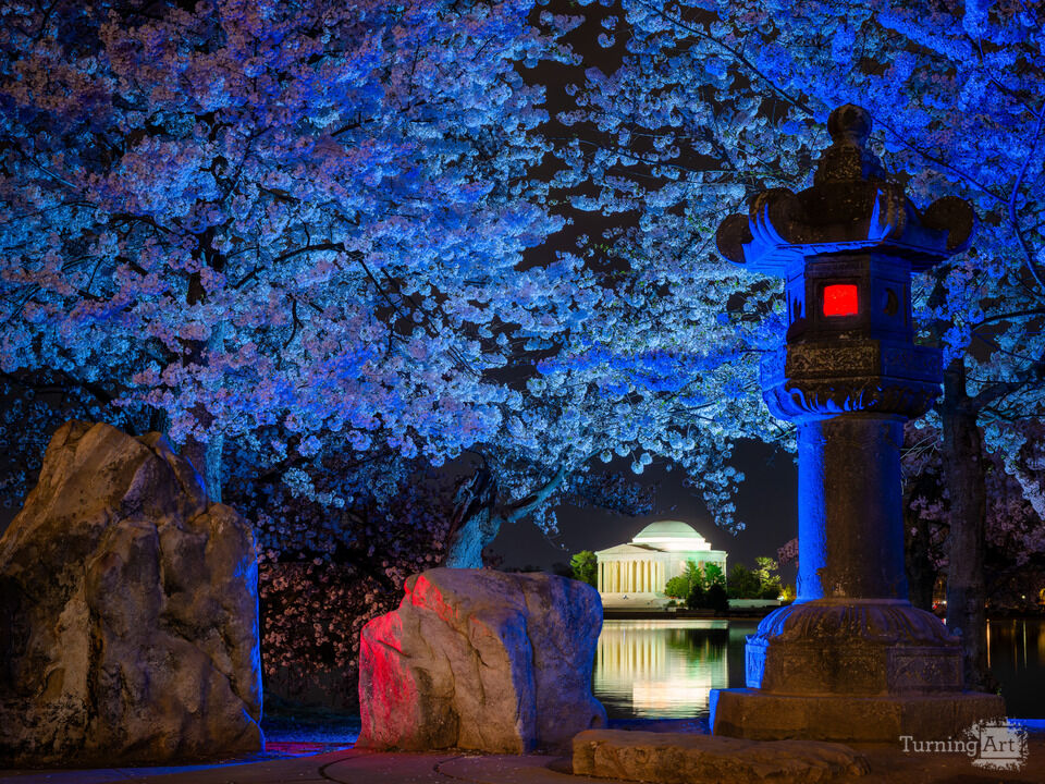 Washington DC Cherry Blossoms in Colorful Lights