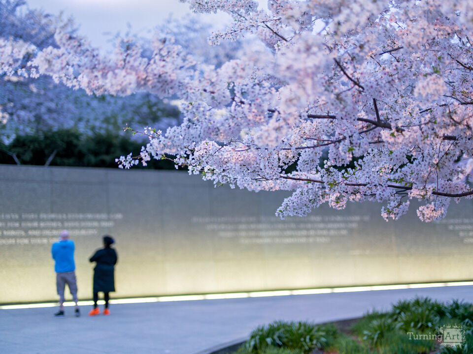 Cherry Blossoms at the MLK Memorial Washington DC