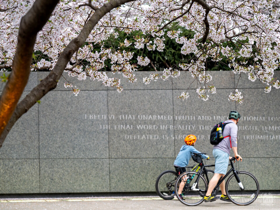 Cherry Blossoms at the MLK Memorial Washington DC