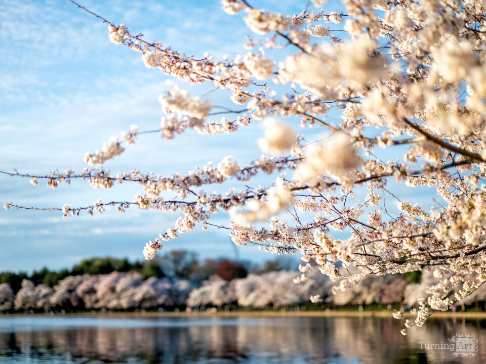 Washington DC Cherry Blossoms at the Tidal Basin