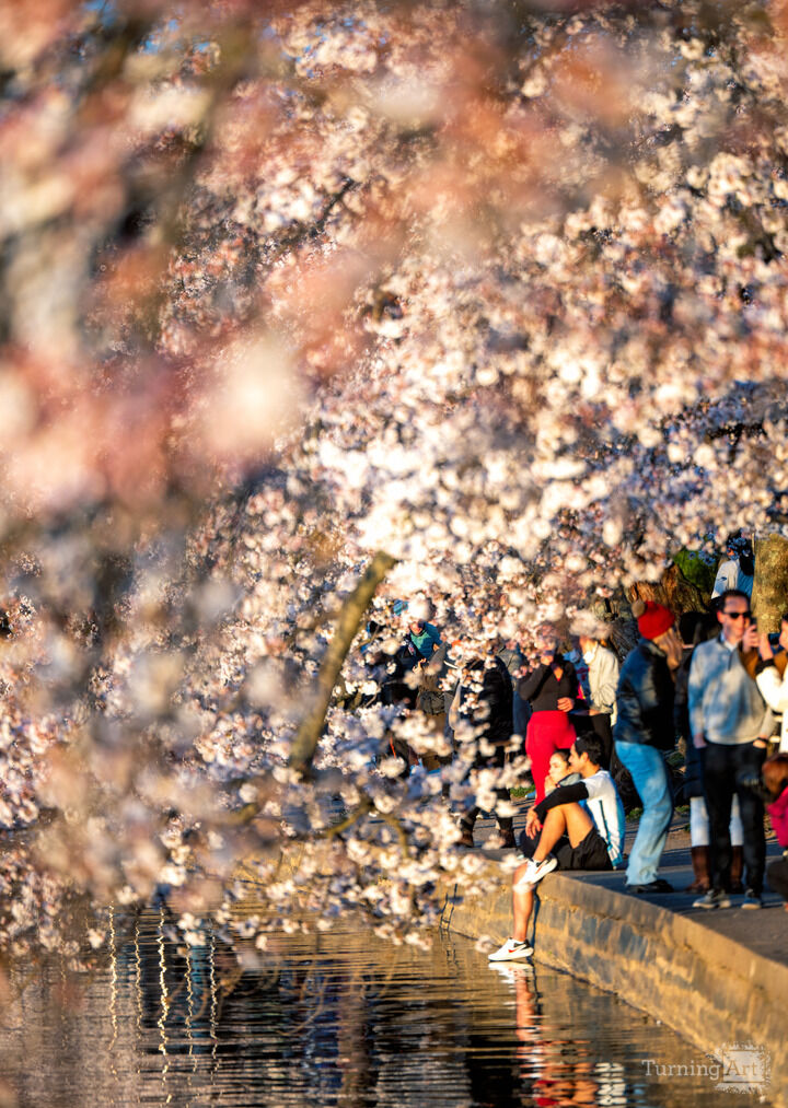 Washington DC Cherry Blossoms
