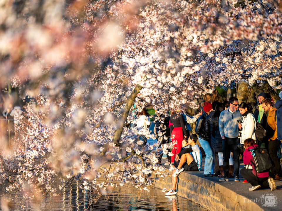 Washington DC Cherry Blossoms