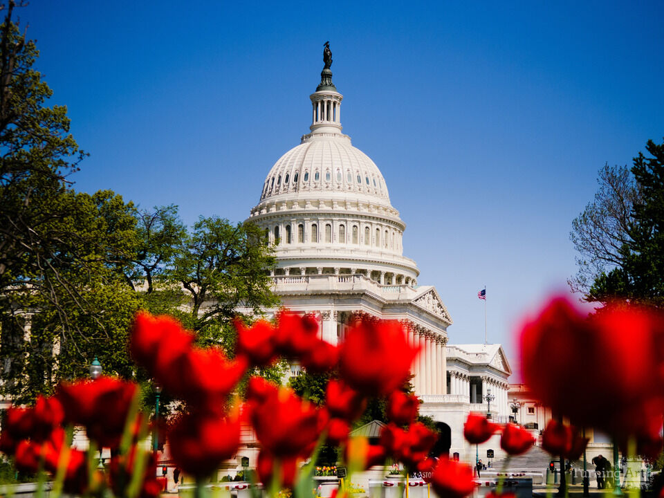 Tulips at the US Capitol in Washington DC