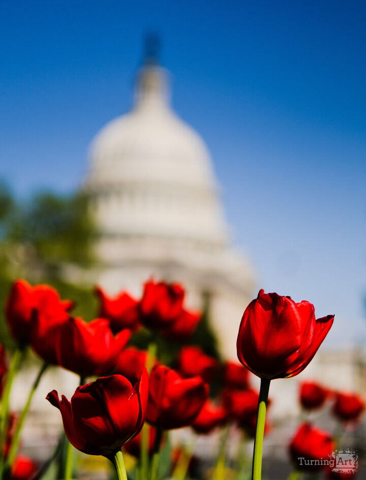 Tulips at the US Capitol Building in Washington DC