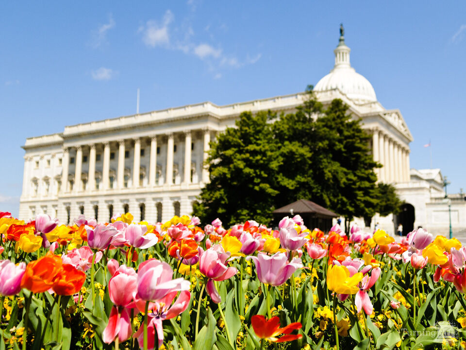 Tulips at the US Capitol in Washington DC