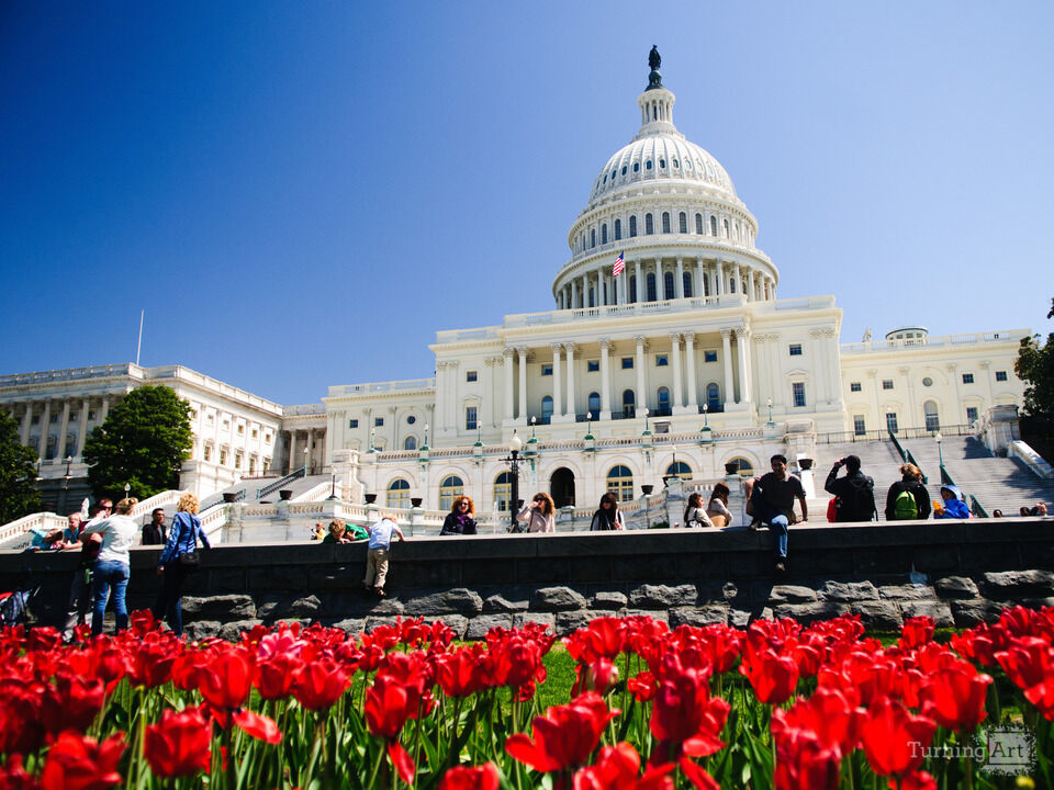 Tulips at the US Capitol Building in Washington DC
