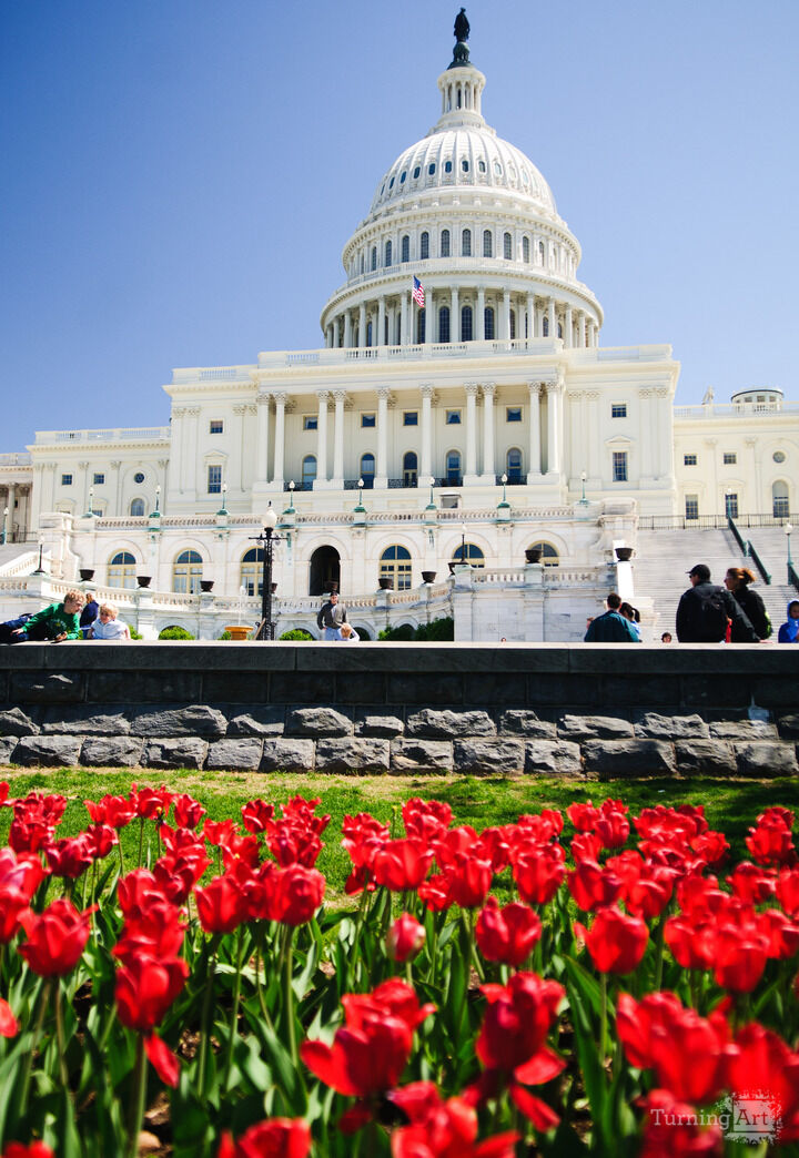 Tulips at the US Capitol in Washington DC