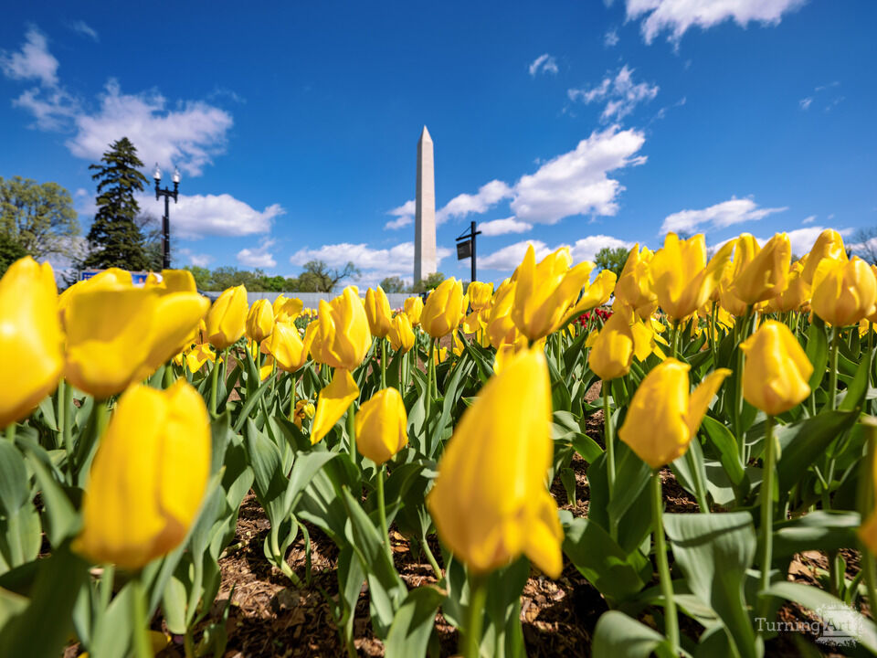 Tulips on the National Mall in Washington DC