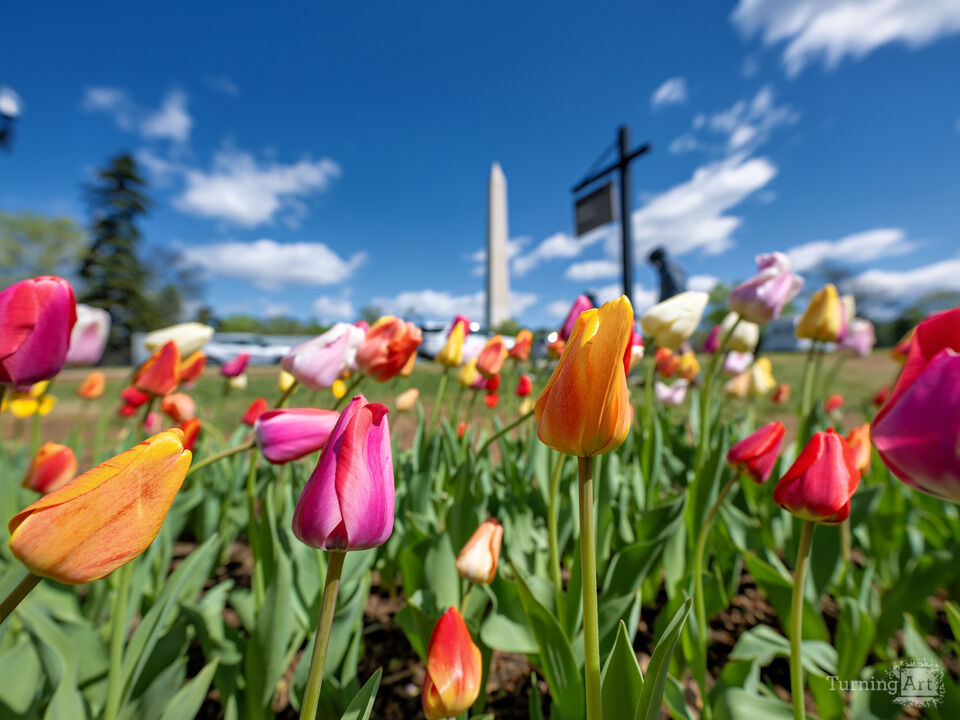 Tulips at the Washington Monument in Washington DC