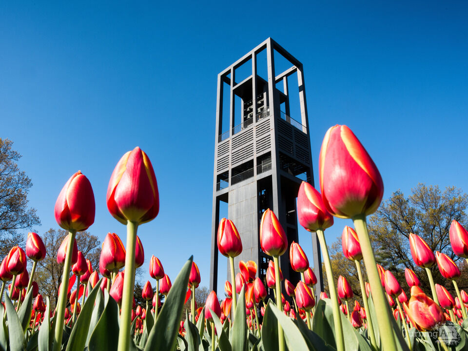 Tulips at the Netherlands Carillon in Arlington VA