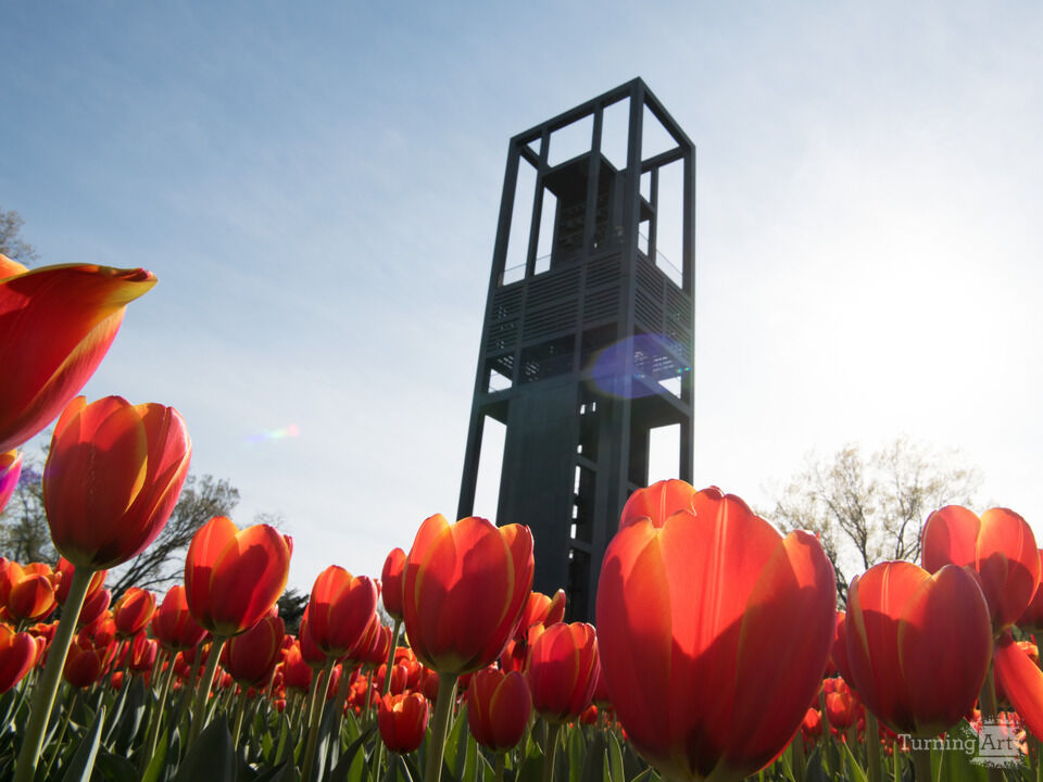 Tulips at the Netherlands Carillon Arlington VA