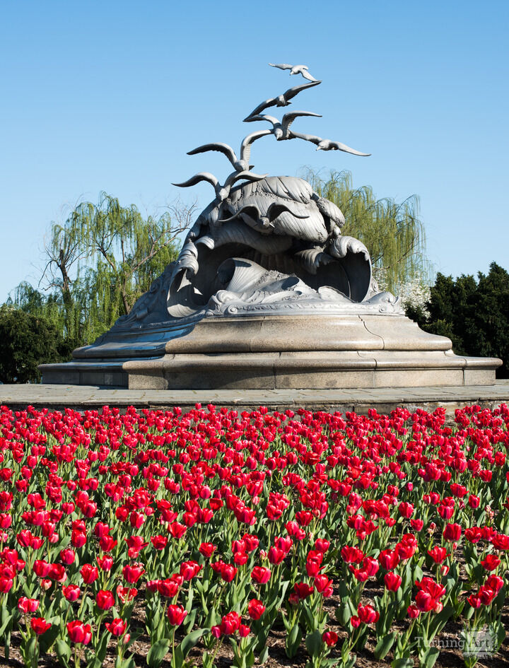 Tulips at the Navy-Merchant Marine Memorial Washington DC
