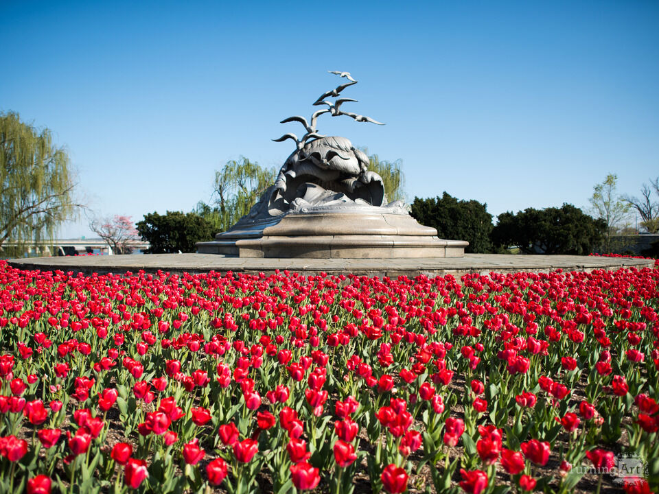 Tulips at the Navy-Merchant Marine Memorial Washington DC