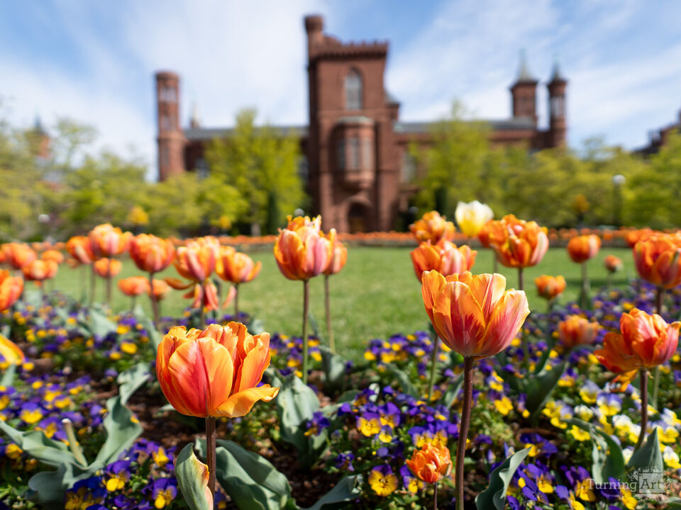 Tulips at the Smithsonian Castle in Washington DC