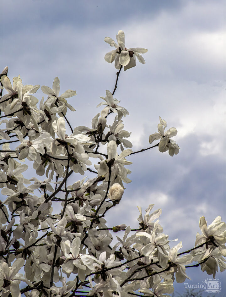 Magnolia Blossoms 10