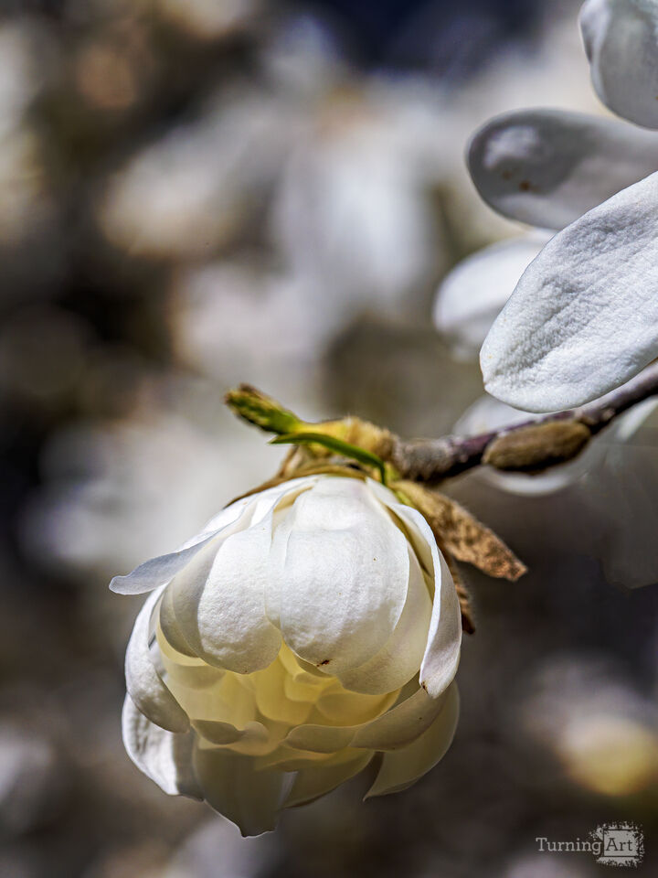 Magnolia Blossoms 18