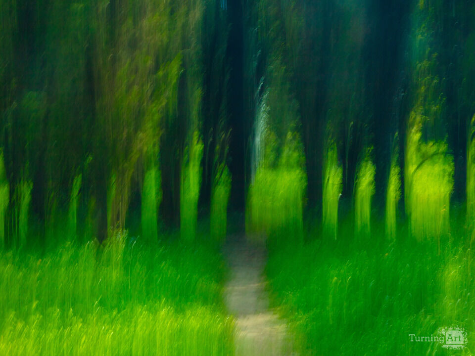 Cypress Trees in a line
