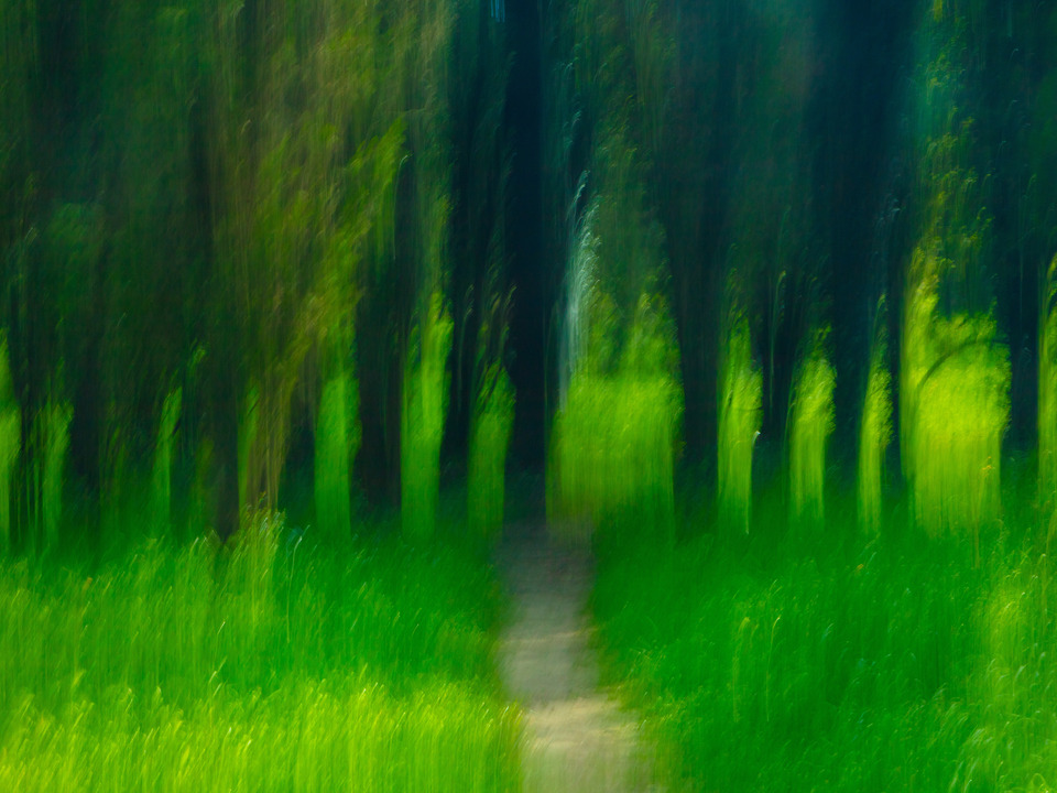 Cypress Trees in a line