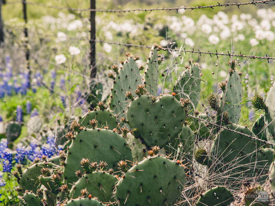 Wildflower Harmony