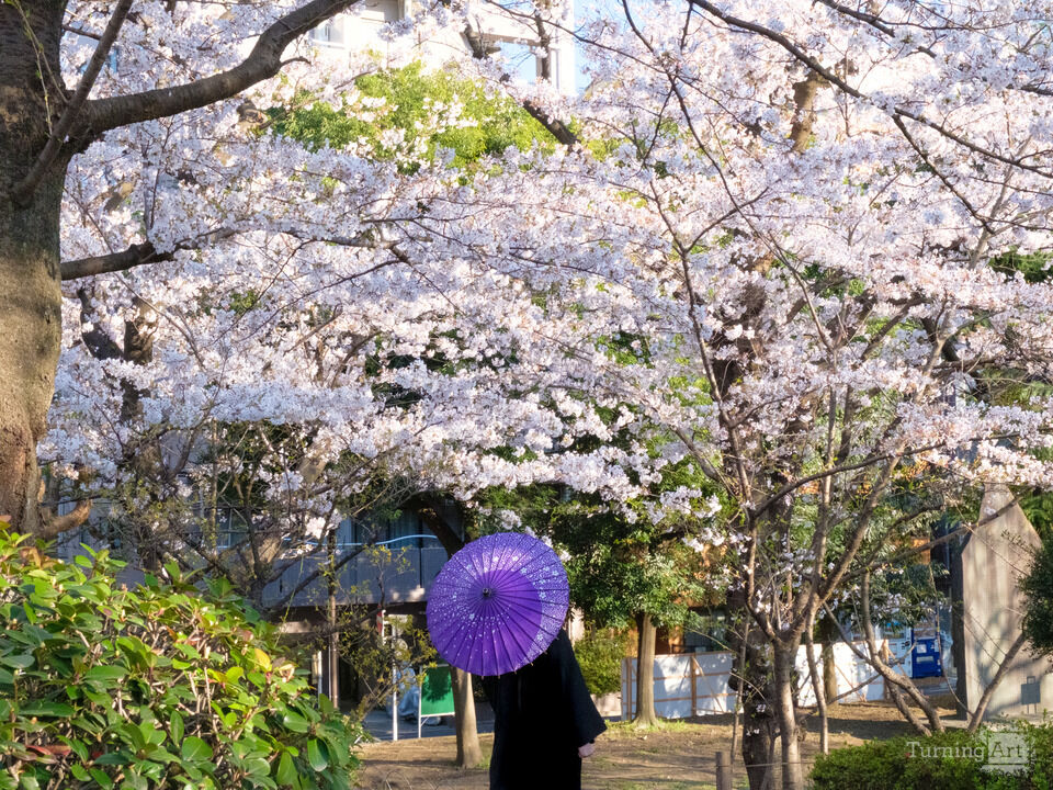 Sakura Umbrella