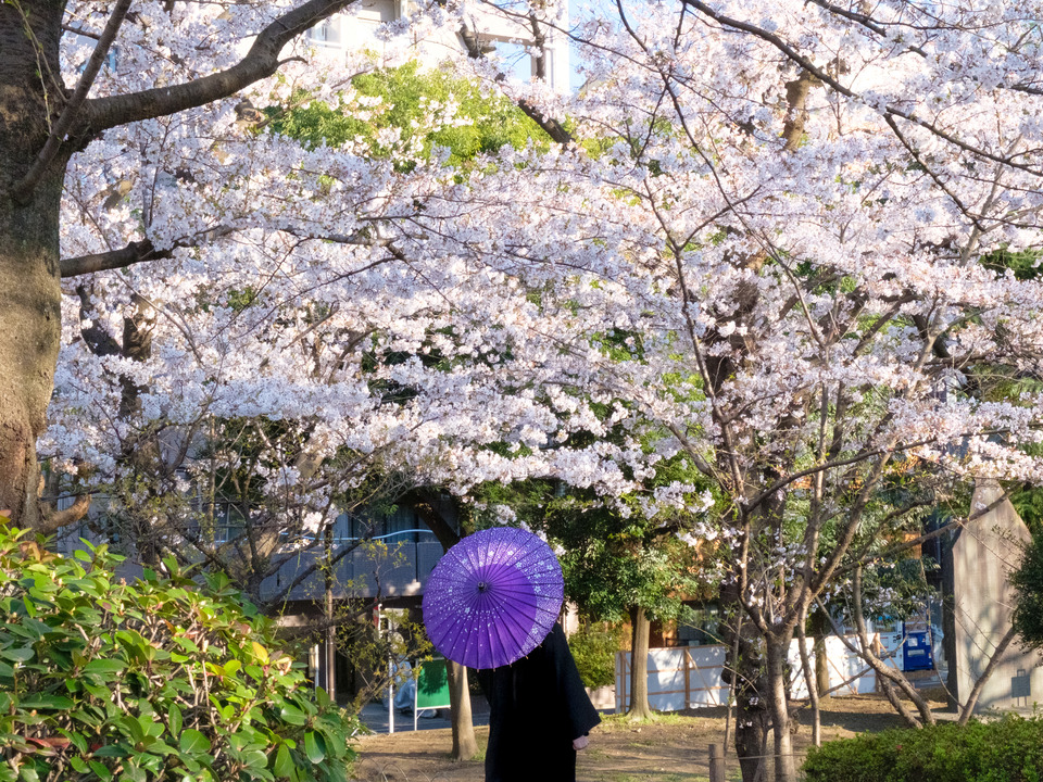 Sakura Umbrella