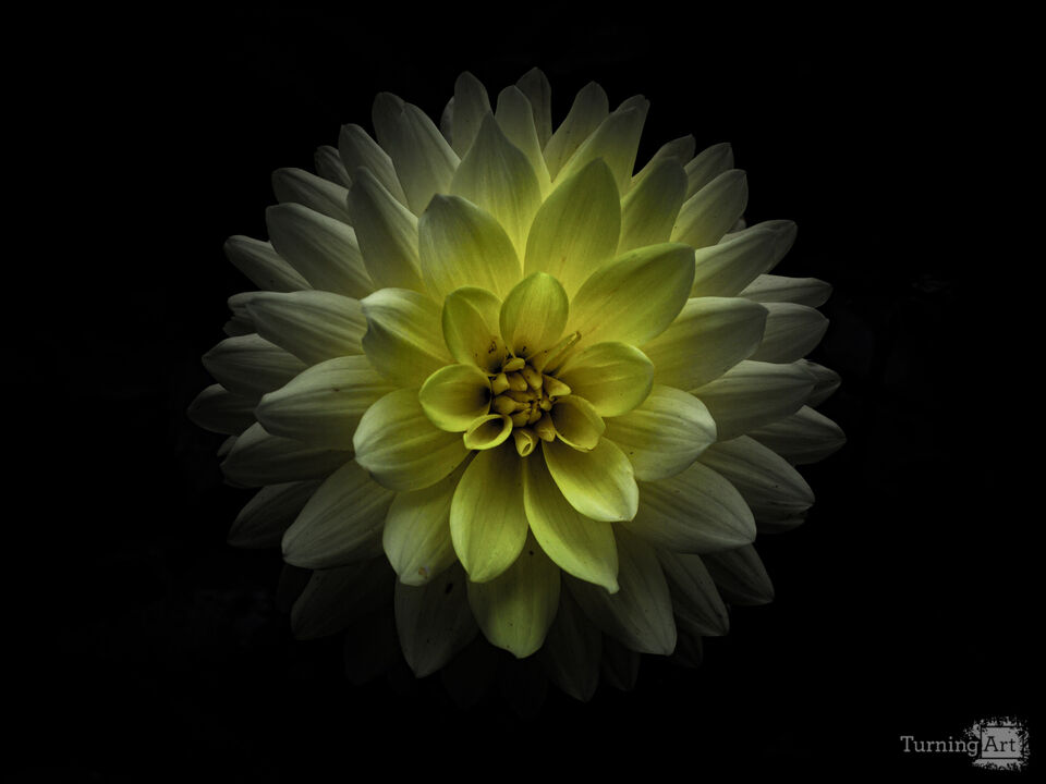 Backyard Flowers No 129 Color Version