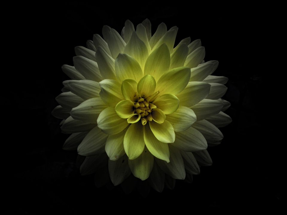 Backyard Flowers No 129 Color Version