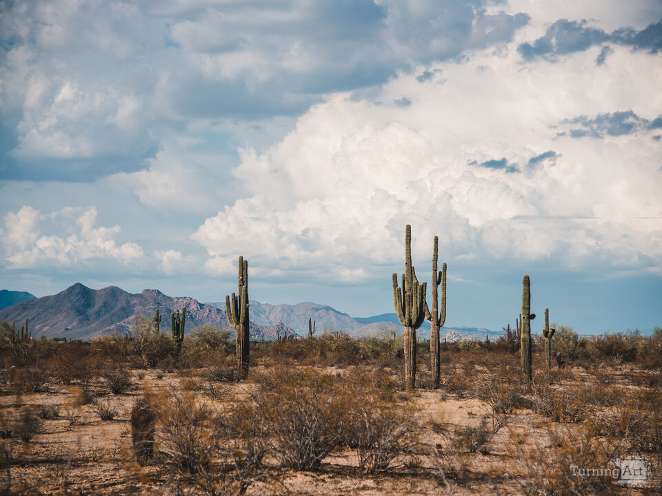 Where the Wild Grows Still