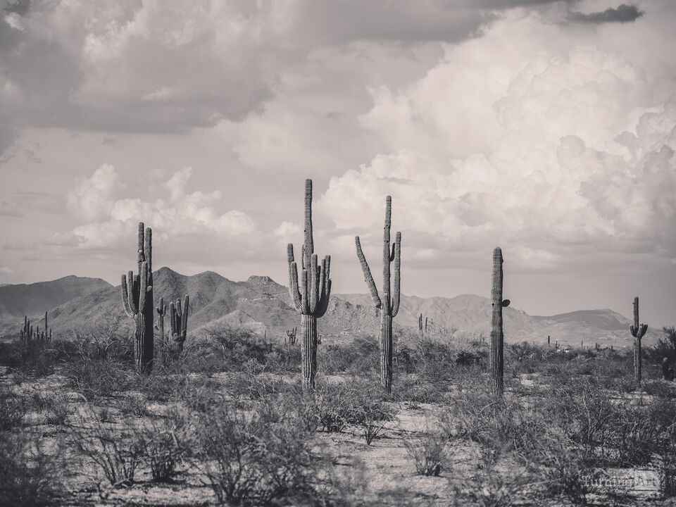 Where the Wild Grows Still 2