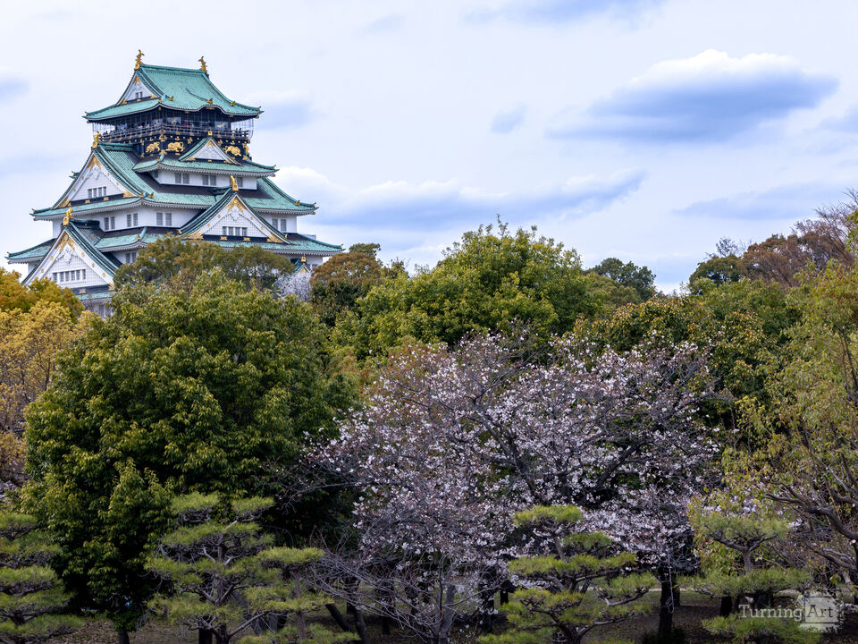 Spring at Osaka Castle (Landscape)