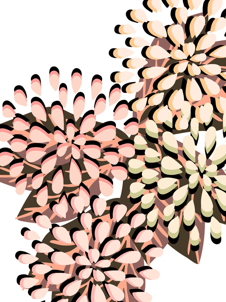 FLORAL FIREWORKS 4 ABSTRACT CONTEMPORARY FLOWERS