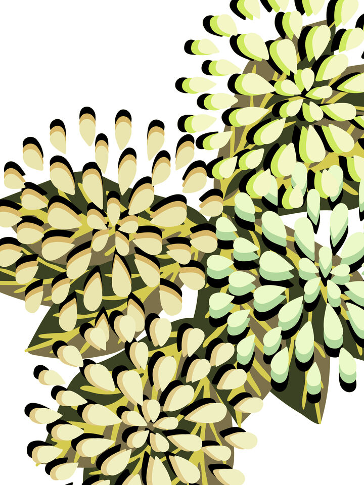 FLORAL FIREWORKS 5 ABSTRACT CONTEMPORARY FLOWERS