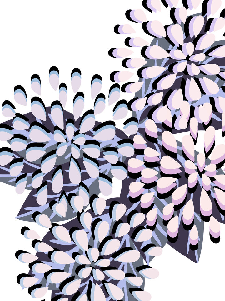 FLORAL FIREWORKS 6 ABSTRACT CONTEMPORARY FLOWERS