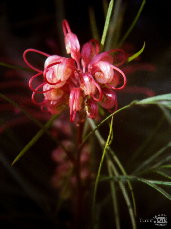 grevillea johnsonii