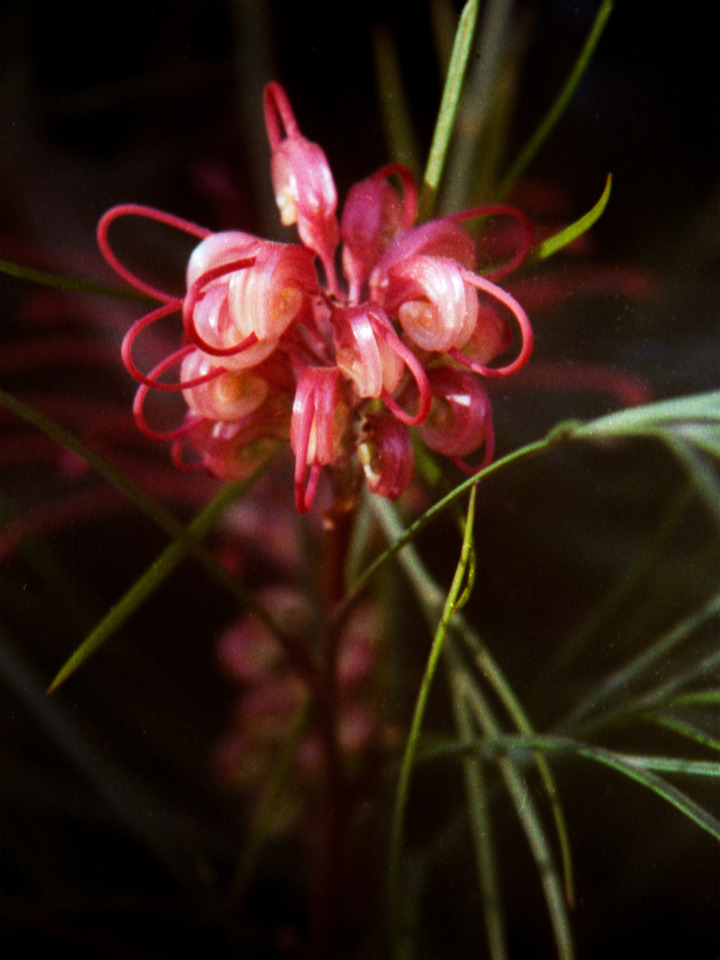 grevillea johnsonii