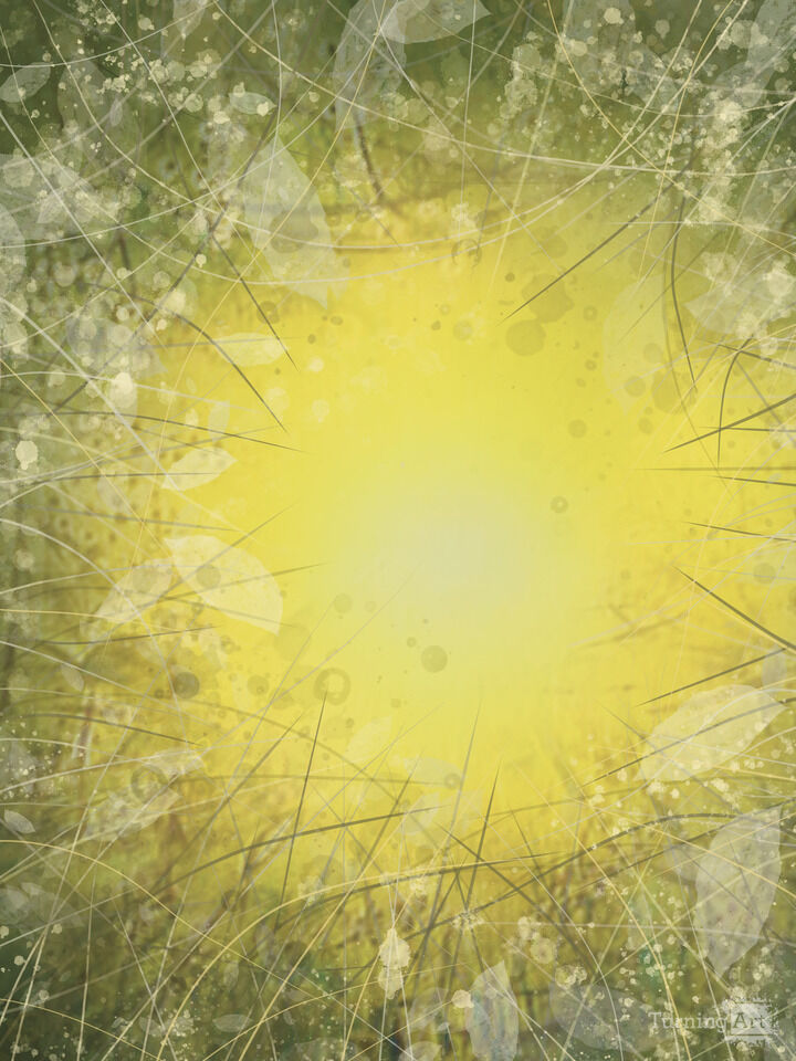 In The Early Morning Forest 