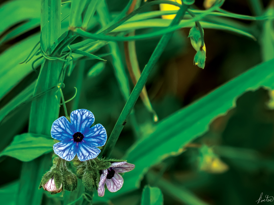 Just A Little Blue Flower