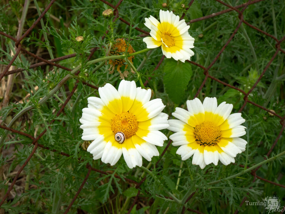 Three Daisies And A Snail
