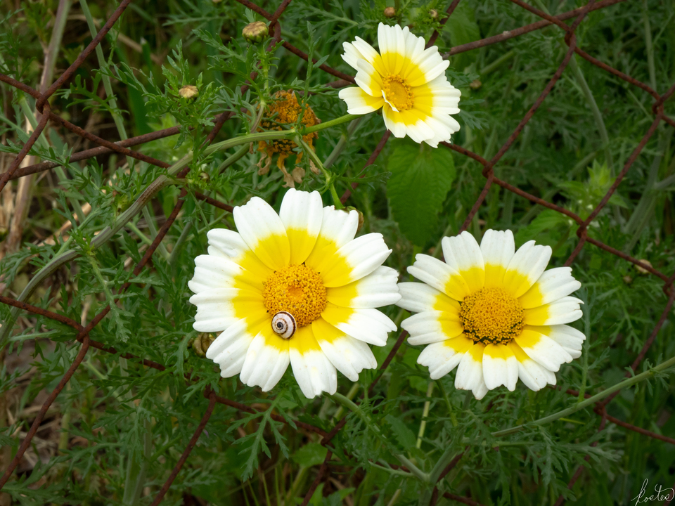 Three Daisies And A Snail