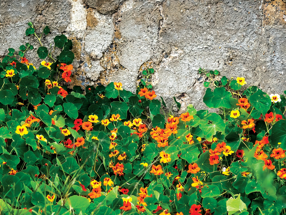 Nasturtiums Against The Wall