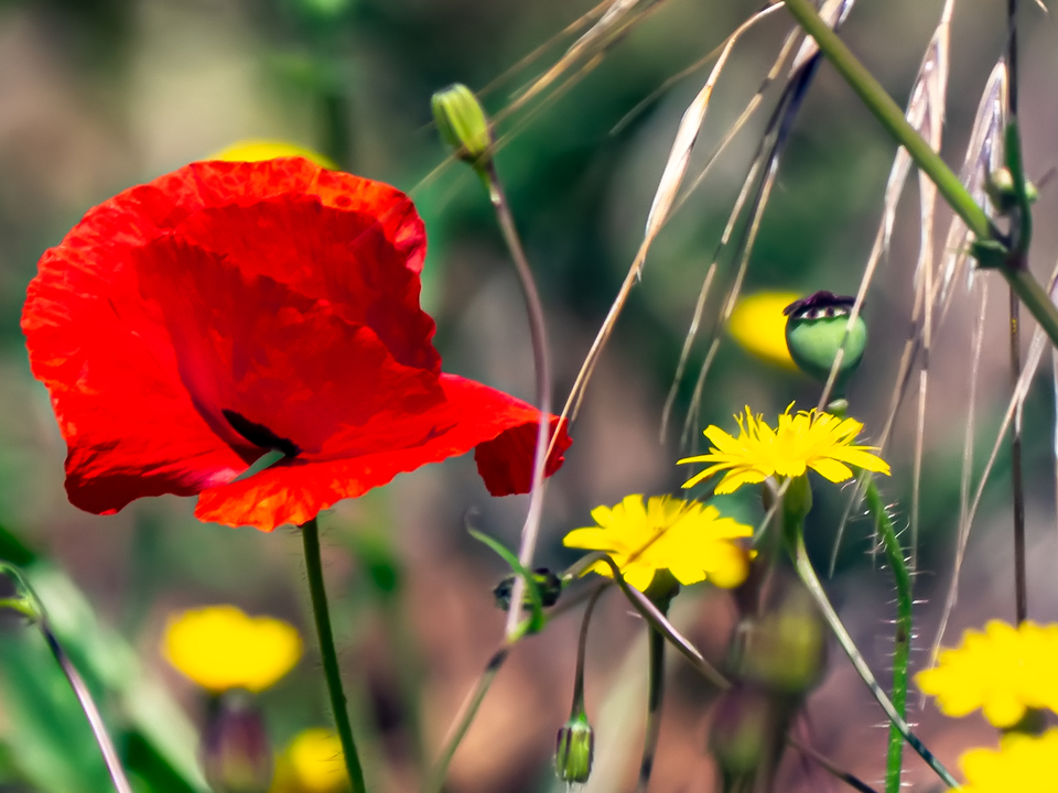 Red Poppy In The Miasma