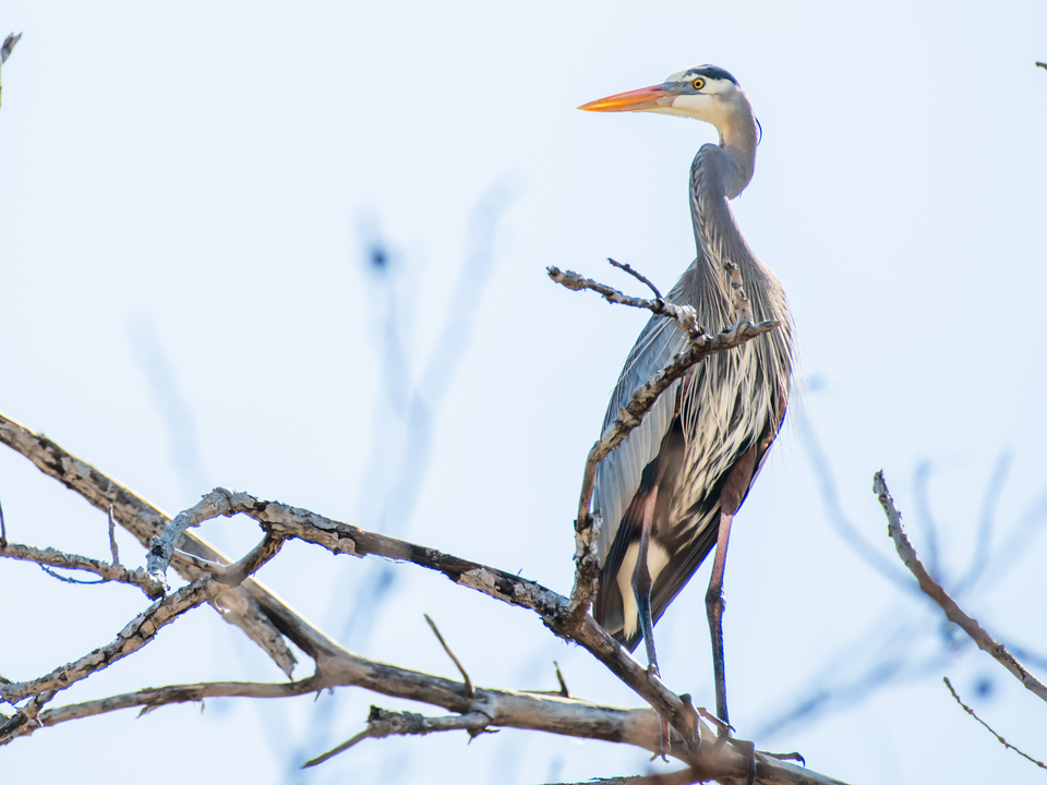 Nature's Watchful Eye