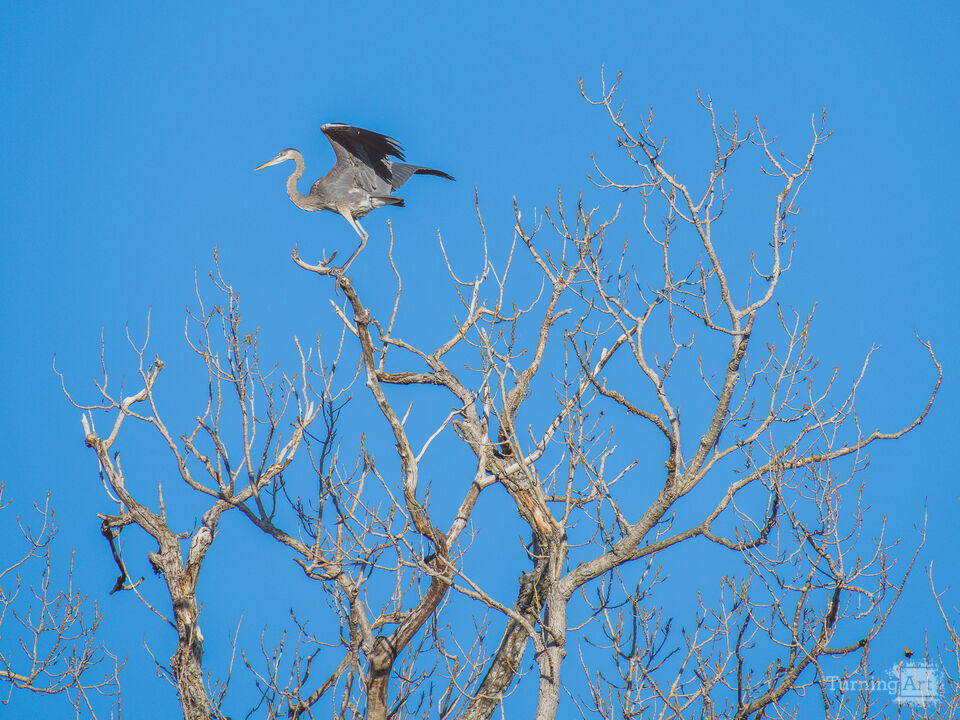 Feathered Serenity 2