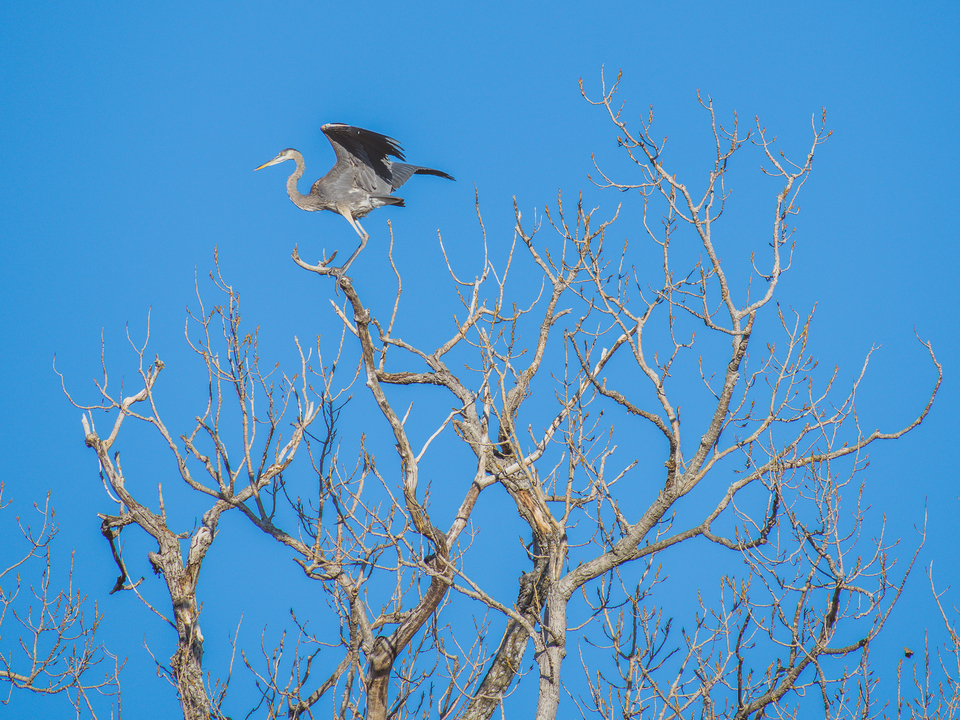 Feathered Serenity 2