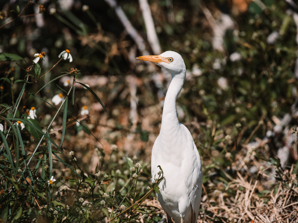 Whispers of Nature 2