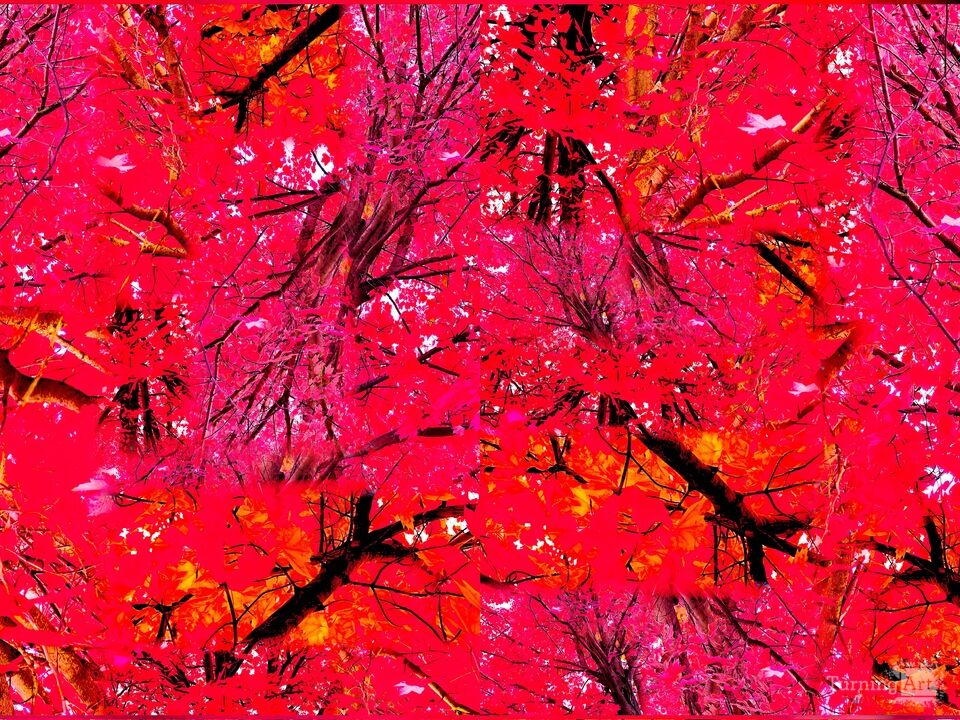 Red Maple Forest