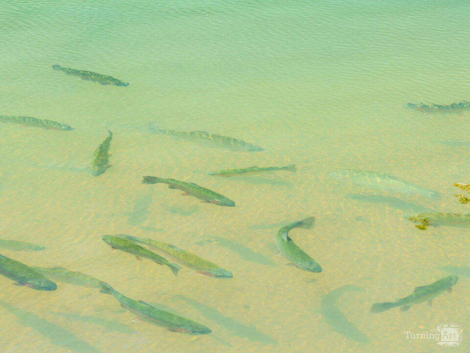 Grouping Of Rainbow Trout