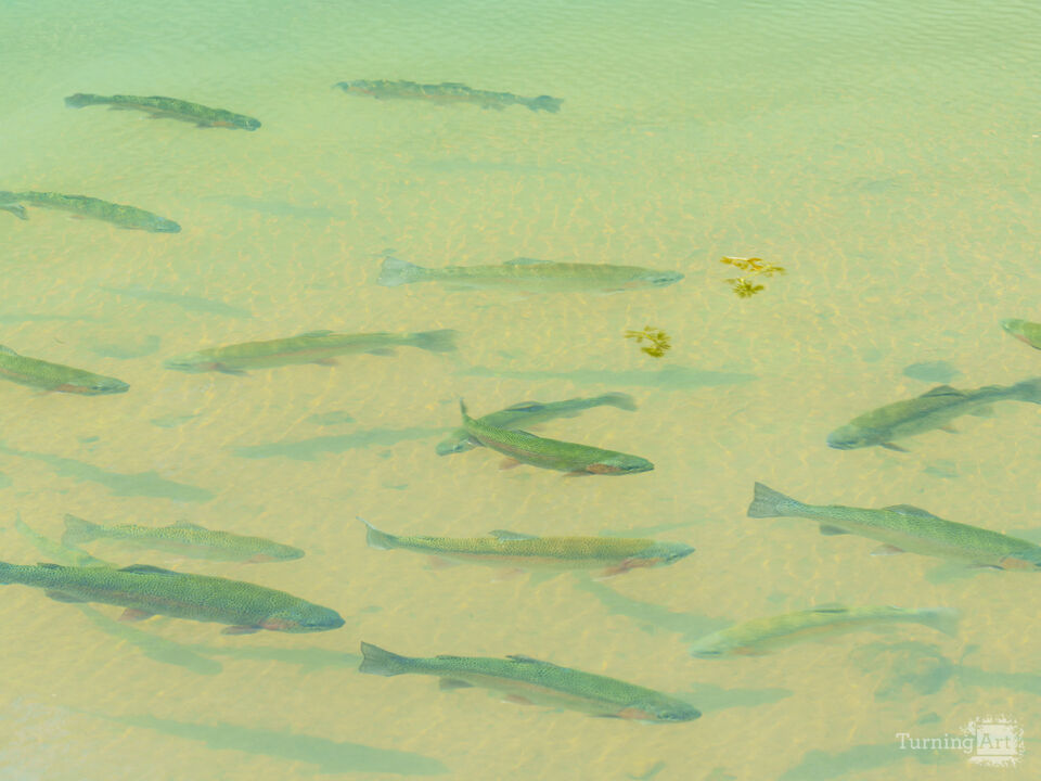 Rainbow Trout Swimming In The Creek