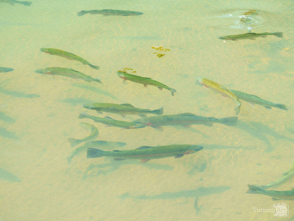 Swimming Rainbow Trout